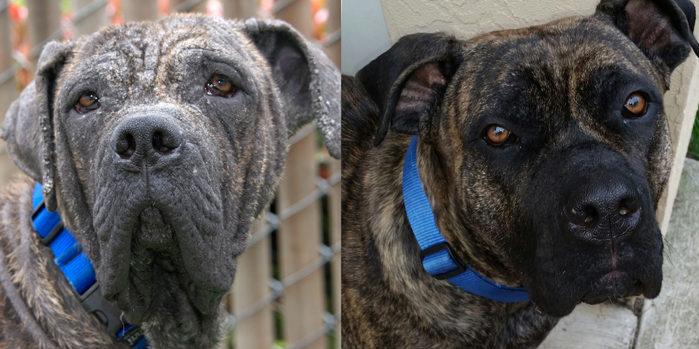 Arthur before and after mange treatment